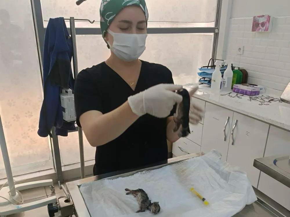 Büyükşehir, hamile kediyi kurtarmak için seferber oldu
