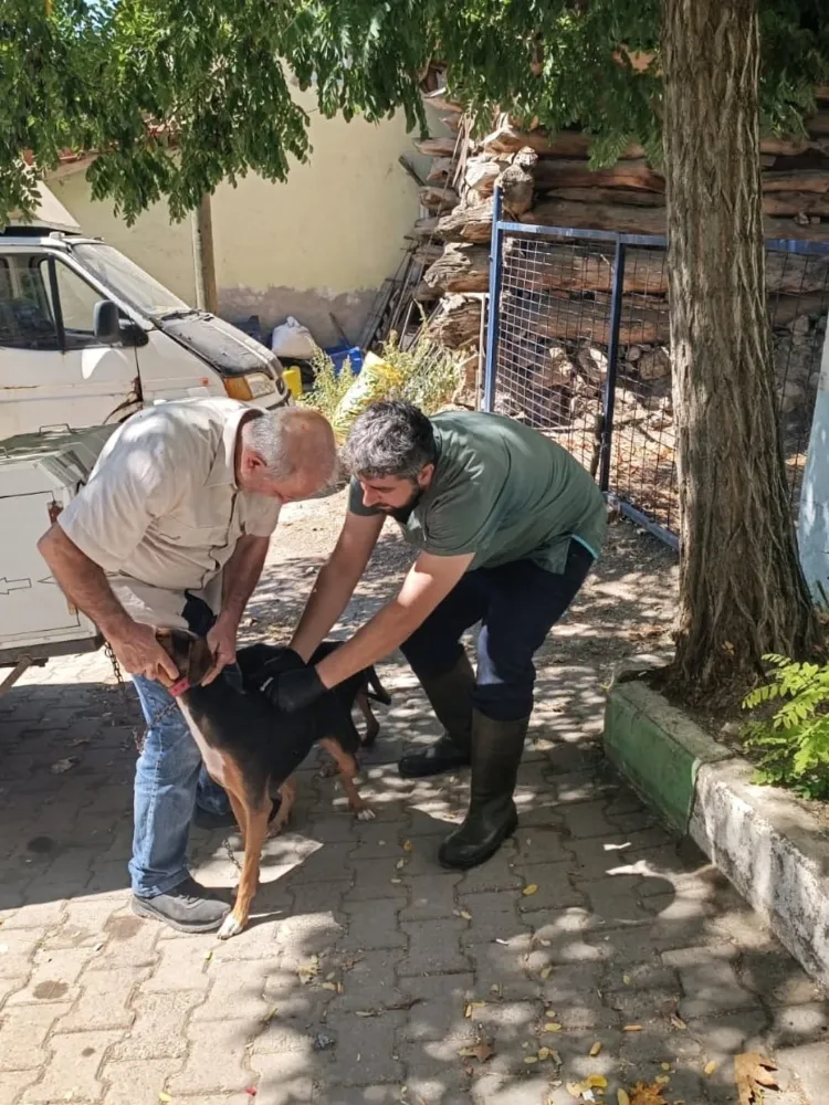 KEPSUT’TA KÜÇÜKBAŞ HAYVANLARA AŞILAMA VE KÜPELEME ÇALIŞMASI